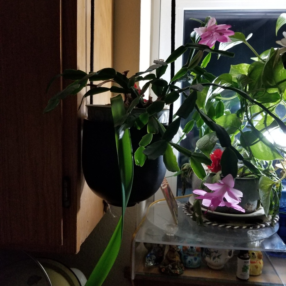 Meet your Posher, Yvonne